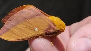 oakworm moth