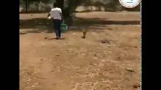 Save birds | Parevda group | Animal welfare | animal lovers | volunteer |  feeding innocent animals
