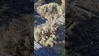 Pruning a woody lavender! #lavender #lavenderflowers #lavenderfarm