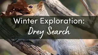 Winter Exploration: Drey Search