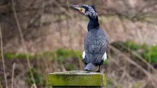 Cormorant (Phalacrocorax carbo) Rammey Marsh - River Lea - UK