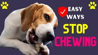 How To Stop Dog From Chewing Himself - Proven & Easy Ways | Smart Dog Mom