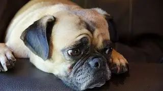 The Ultimate Guide to Keeping Your Pug Fit and Healthy