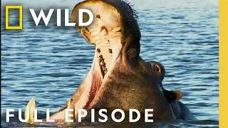 Ranking Top Animal Fighters (Full Episode) | Ultimate Animal Countdown | Nat Geo Animals