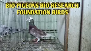 BIO PIGEONS BIO RESEARCH FOUNDATION BIRDS