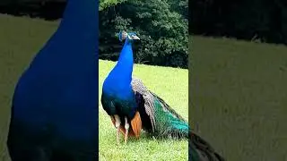How the peacock screams Как кричит павлин