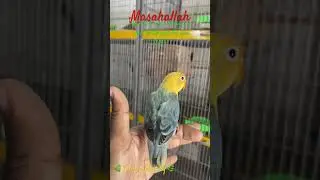 🍁Df violet aqua b1 opaline split dilute possible dun fellow🍁#alhamdulillah #mahshallah #viralvideo