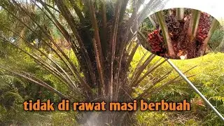 PRUNING SAWIT YANG BENAR: Teknik dan Waktu Tepat Pemangkasan Kelapa Sawit || berbuah lebat !!