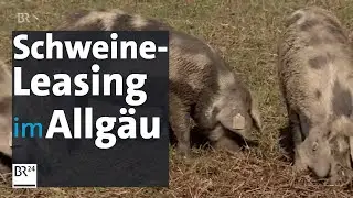 Bio-Fleisch: Die Leasing-Schweine aus Aitrang | BR24