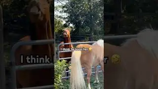 Nelson the Morgan Horse Flashes A Smile at Nudel 🤣 #shorts