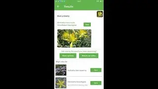PlantSnap identifies a Smoothstem blazingstar (Mentzelia laevicaulis)