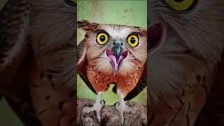 Alasan disebut burunghantu!😱👻 #burunghantu #animals #owl #creepy #horrorstories #cctv