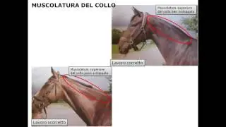 CAVALLI ADDESTRATI risolvi le zoppie