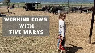 Working Cows with Five Marys