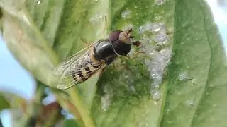 Mosca. S&iacute;rfido, Scaeva albomaculata. Lanzarote. Abr23
