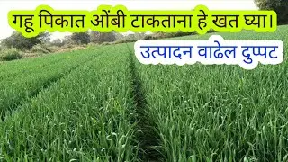 गहू पिकात ओंबी टाकताना हे खत घ्या । उत्पादन वाढेल दुप्पट#agriculture #farming #गहू #kisan 