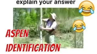 When the test says to explain your answer Meme 😅😂 - This here is an aspen tree