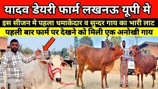 😱👌यादव डेयरी फार्म पर पहली बार देखने को मिली ऐसी अनोखी गाय शानदार लाट उपलब्ध || yadav dairy farm 