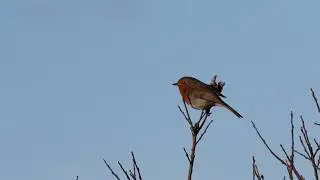 The Wildlife of Craobh Haven