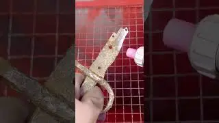 i restored  a rusty french bayonet  #diy #restoration #fyp #asmr  #bayonetta