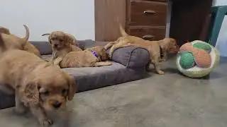 Mini Golden puppies playing