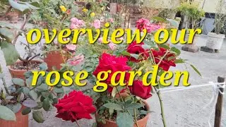 Over view rose garden @sokhergolapbagn 🌹  id sadabahar, 🌹ahallya,🌹ingrid, unknown id,🌹topaz