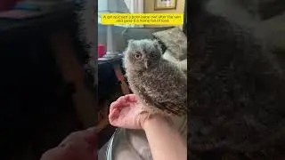 Rescue and adopted an orphaned baby owl #owl #wildliferescue #lovestory #rescue #heartwarmingstories