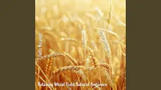 Relaxing Wheat Field Natural Ambience, Pt. 1