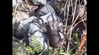 Alopecosa accentuata sl&iacute;ď&aacute;k &uacute;horn&iacute;