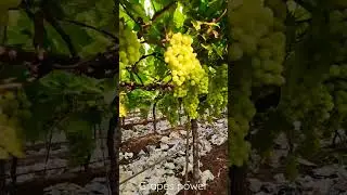 #farming #agriculture #farmer #nature #travel #villagelife #harvest #vlog #automobile#grapas