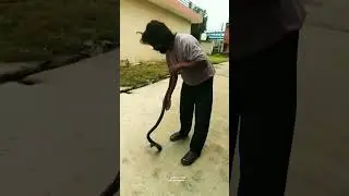 cobra snake rescued & released in abu jungle 🐍 #snake #cobra #rescuerascals2025
