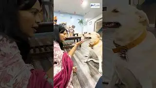 😋எனக்கு cream biscuit🍩 தான் வேணும் 🤣🤣#pets#tnagar #petcure #pethospital #petcurechennai