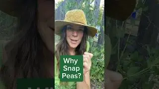 Sugar snap peas or edible pod peas. #remove that gaggy string for a crunchy snack #organicgardening