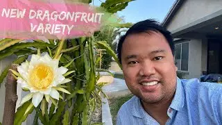 Growing YELLOW ISRAELI DRAGON FRUIT | New Variety 2020