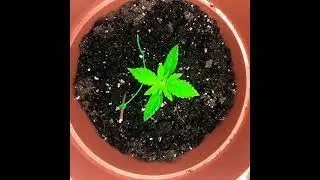 Auto- flower grow week 1-2