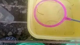 Cross breeding project(Ep.3