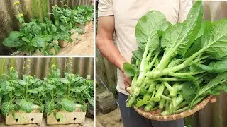 No garden to grow vegetables in Styrofoam containers, the family can eat comfortably