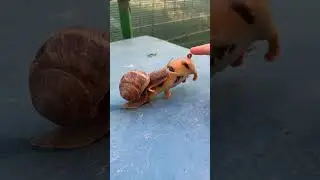 Melcul escaladează cu greu purcelușul de jucărie #melc #snail #pig #porc #escalate