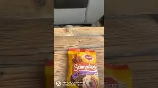 Pedigree dog 😍❤️ #shorts #shortvideo #pedigree #eating #chien #dog #puppy #chihuahua #cute #funny