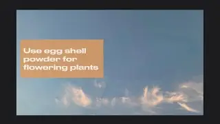 Eggshell powder fertilizer for flowering plants #organic #calcium #manure #fertilizer