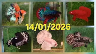 14/01/2026, BETTA GIÁ RẺ: HALFMOON, TƯA KING, DUMBO, SAMURAI, NEMO, HOANG DÃ, MARBLE DOT, RED FANCY.