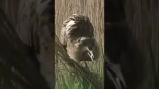 Bittern Booming