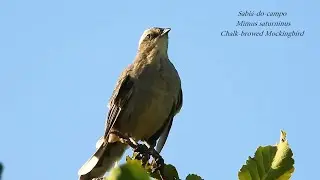CANTO do SABI&Aacute;-DO-CAMPO (MIMUS SATURNINUS), CHALK-BROWED MOCKINGBIRD, Tejo-do-campo, Arrebita-rabo.