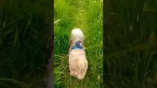 Toad in the Grass!  #doggies #walkies #nature #health #wealth #wisdom  #menshealth #sigma #sigmamale