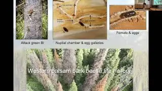 Western Balsam Bark Beetle and subalpine fir