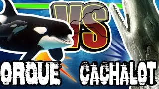 ORQUES VS CACHALOT - C KI LE + FOR?
