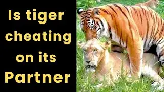 10 Amazing Animals That Remain Loyal to Their Partners #AnimalLoyalty