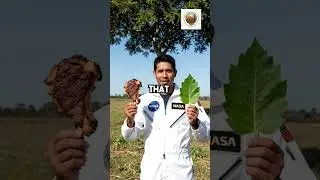 NASA Studies This Tree That Has More Nutrients Than Any Food on Earth
