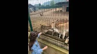 🦌 Deer , Dreri dhe drenusha #zoo #baby #cute #fun #trendingshorts