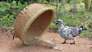 Creative Unique Method Pigeon Trap Using Bamboo Basket And Paper - Best Bird Trap Easy
